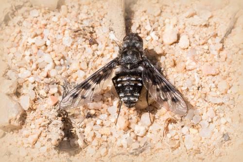 Anthrax varia